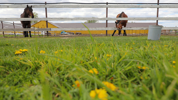 Russian Tax Authority Cracks Down on Farmers Exploiting Regional Tax Incentives